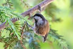 Poecile rufescens