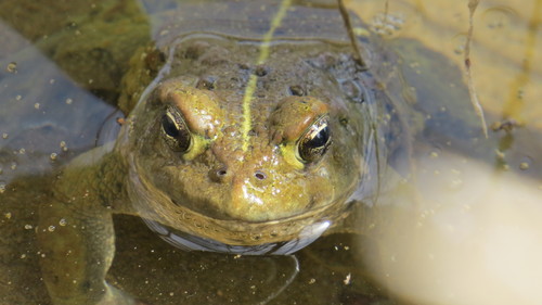iNaturalist observation photo of Western Toad