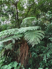 Sphaeropteris lepifera