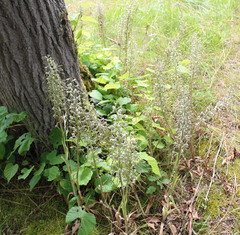 Himantoglossum hircinum