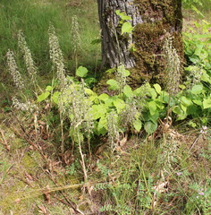 Himantoglossum hircinum