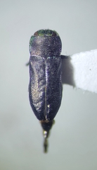 Anthaxia caseyi pseudotsugae