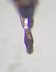 Anthaxia caseyi pseudotsugae