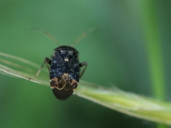 Charagochilus