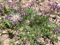 Trifolium attenuatum