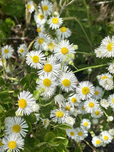 Erigeron annuus