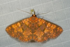 Sarobides inconclusa