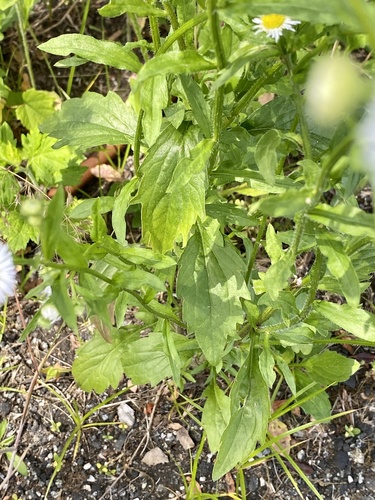 Erigeron annuus