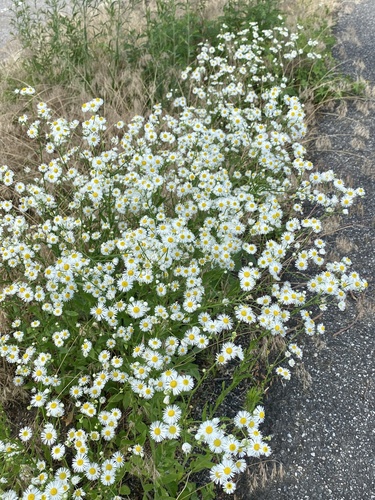 Erigeron annuus