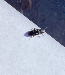 Glischrochilus vittatus