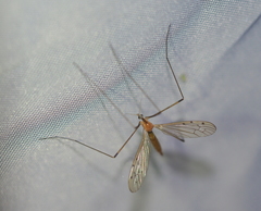 Limonia phragmitidis