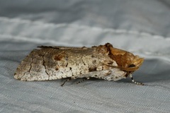 Cossus cossus chinensis