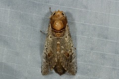 Cossus cossus chinensis