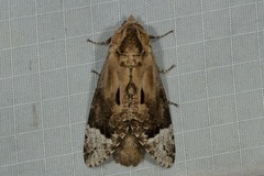 Groenendaelia kinabaluensis