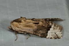 Groenendaelia kinabaluensis