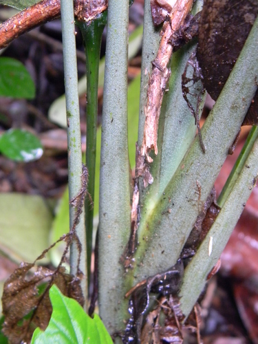 Dracaena aubryana image