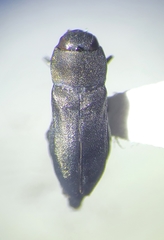Anthaxia caseyi pseudotsugae