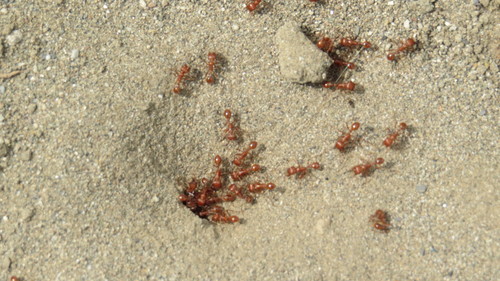 iNaturalist observation photo of Typical American Harvester Ants