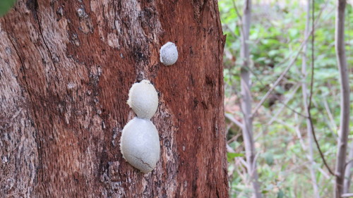 iNaturalist observation photo of False Puffball