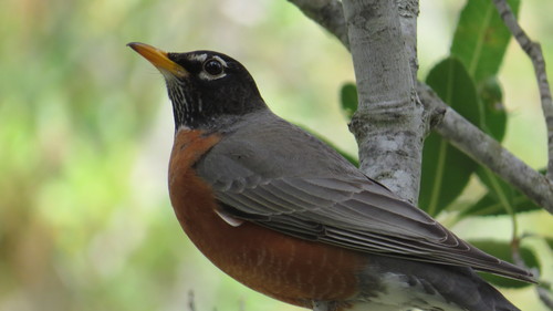 iNaturalist observation photo of American Robin