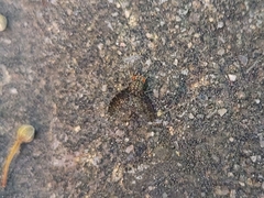 Trypetisoma sticticum