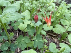 Aquilegia elegantula