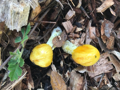 iNaturalist observation photo of Common Gilled Mushrooms and Allies
