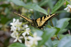 Papilio rutulus