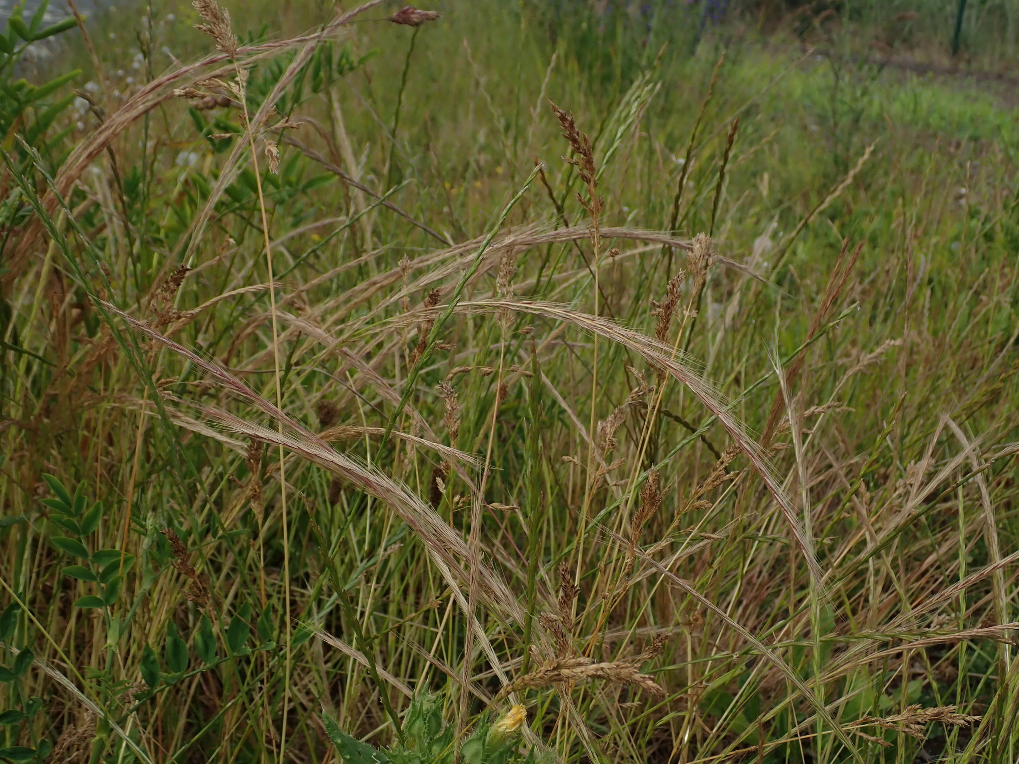 (c) Daniel Cahen, certains droits réservés (CC BY) https://www.inaturalist.org/observations/84236990
