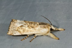 Eschata