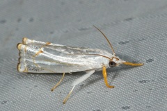 Eschata