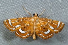Musotima