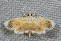 Musotiminae