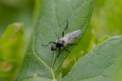 Bibio albipennis