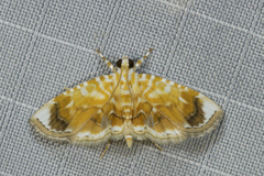 Musotiminae