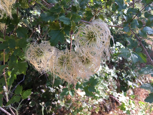 iNaturalist observation photo of Pipestem Clematis