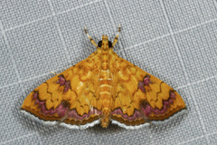 Isocentris filalis