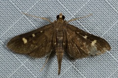 Piletocera hadesialis