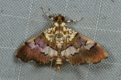 Aetholix