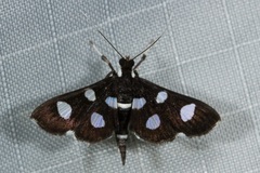 Bocchoris