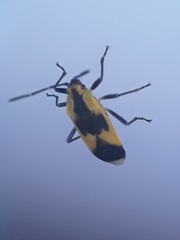 Acroleucus daedalus