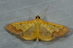 Meroctena staintonii
