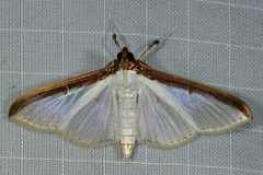 Cydalima laticostalis