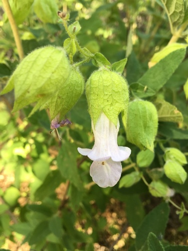 iNaturalist observation photo of California Pitcher Sage