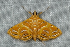 Daulia aurantialis