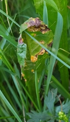 Puccinia dioicae silvatica