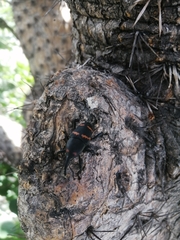 Cactophagus spinolae