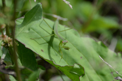 Tenodera