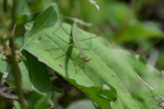 Tenodera