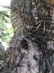 Cactophagus spinolae